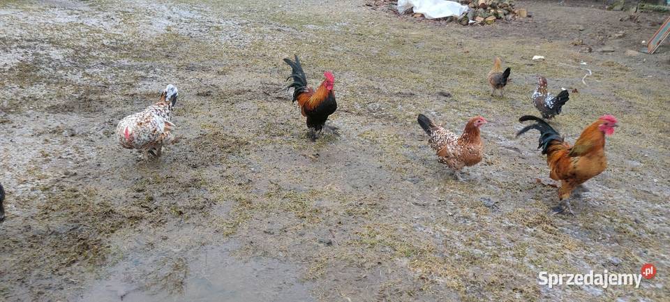 Jajka lęgowe kur karzełki liliputki Tokarówka