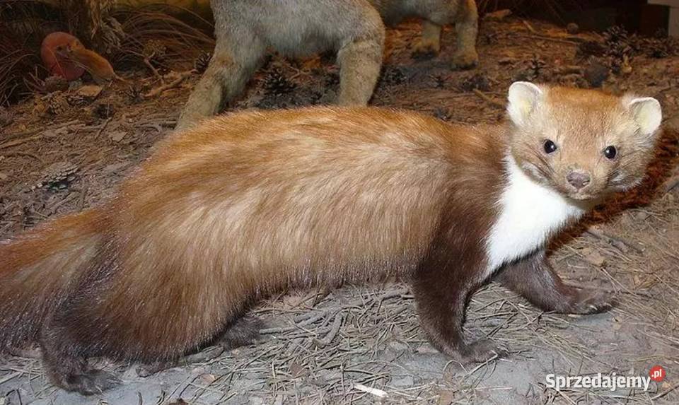 Zwalczanie Kun innych szkodników