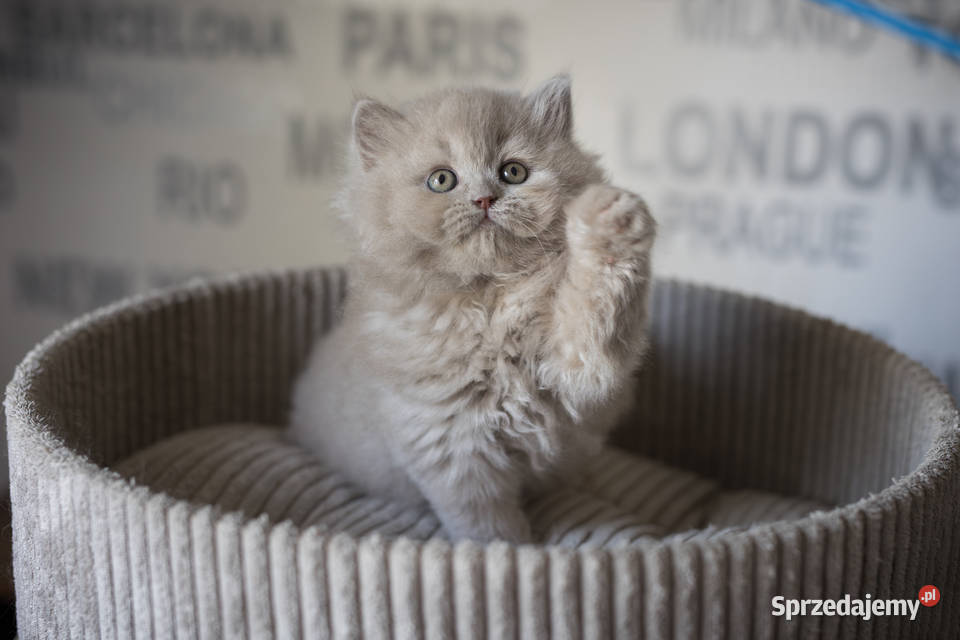 Brytyjski Długowłosy Kotka Długowłosa Płowa