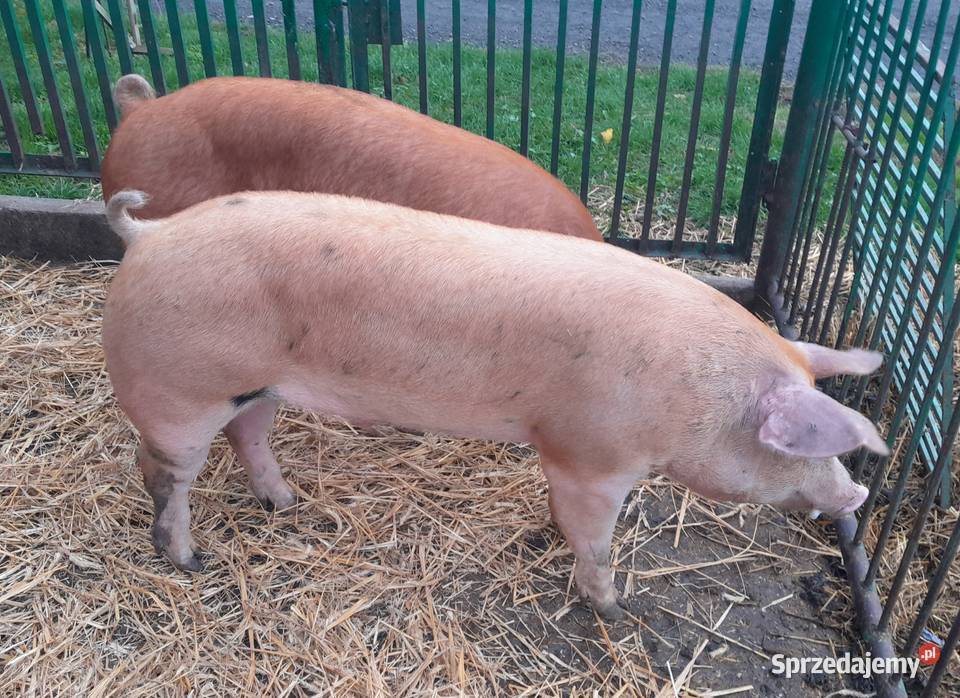 knurki Duroc x Pietrain Strzałkowo