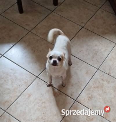 Do adopcjii dorosła suczka Chihuahua