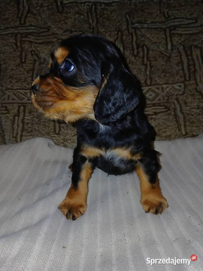 Cocker Spaniel Angielski piesek łódzkie Sieradz