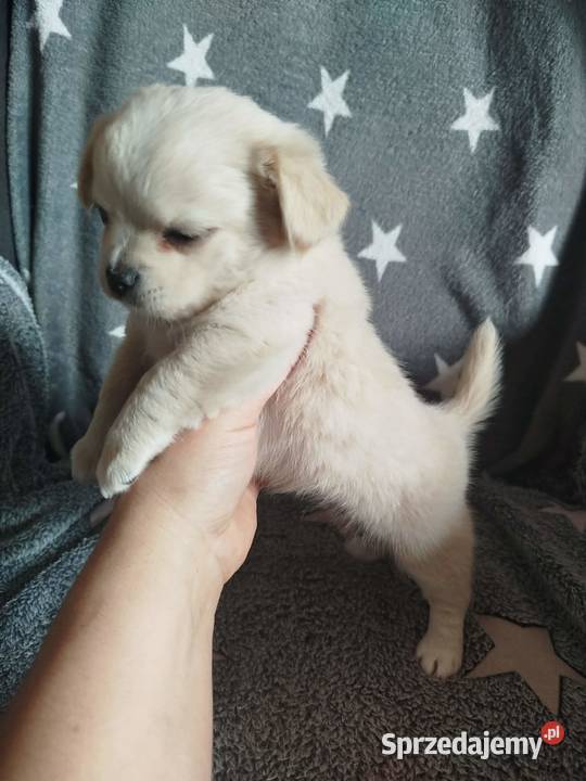 Urocze szczenięta rasy Chihuahua Płońsk