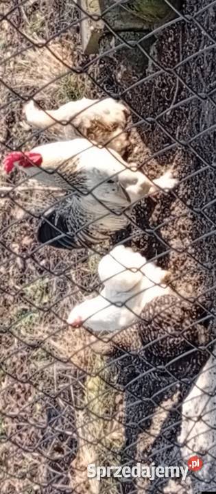 Sprzedam jajka kurze W okolicy dowiozę Kraśnik sprzedam