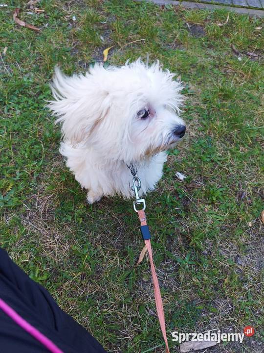 Piesek Maltipoo Pozostałe