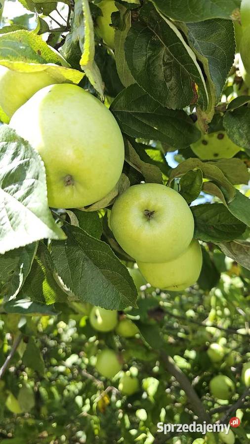 Jabłko antonówka podkarpackie Kraczkowa