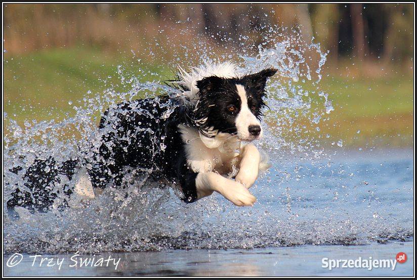 szczeniaki Border Collie psy suczki rodowód ZKwP wielkopolskie