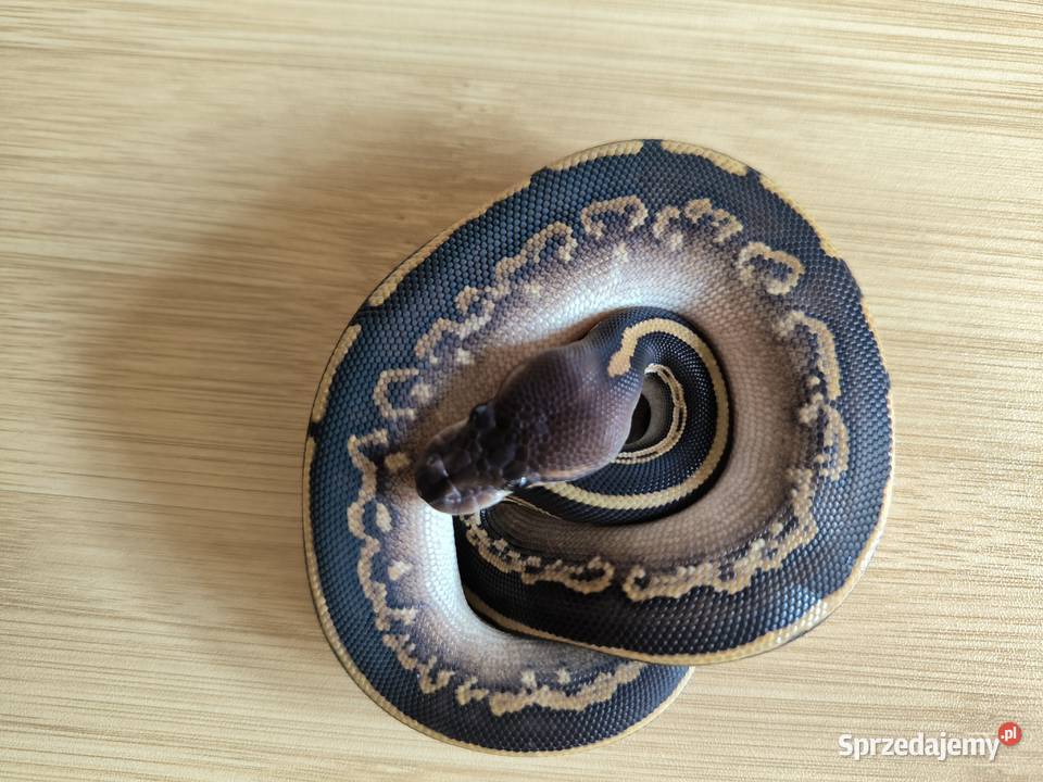 Pyton królewski Mahogany MojavePhantom Makowiec