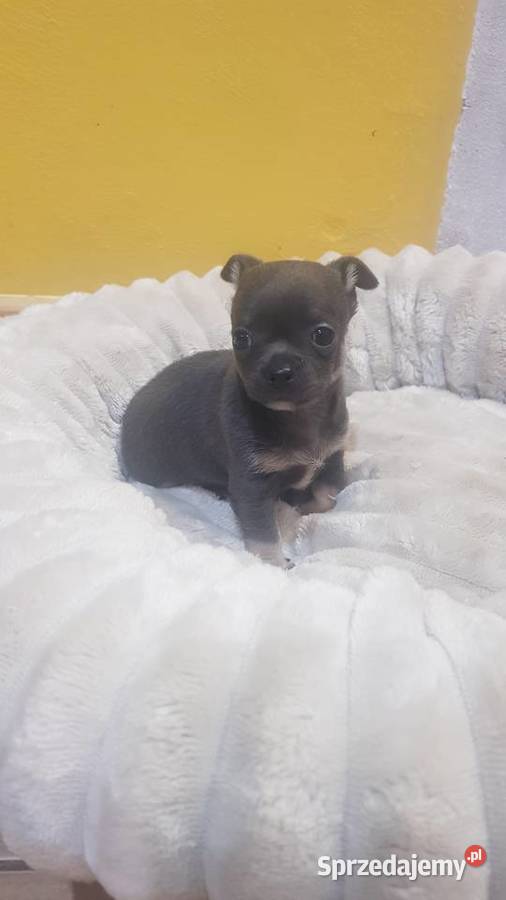 Śliczny piesek chihuahua Warszawy mazowieckie Płońsk