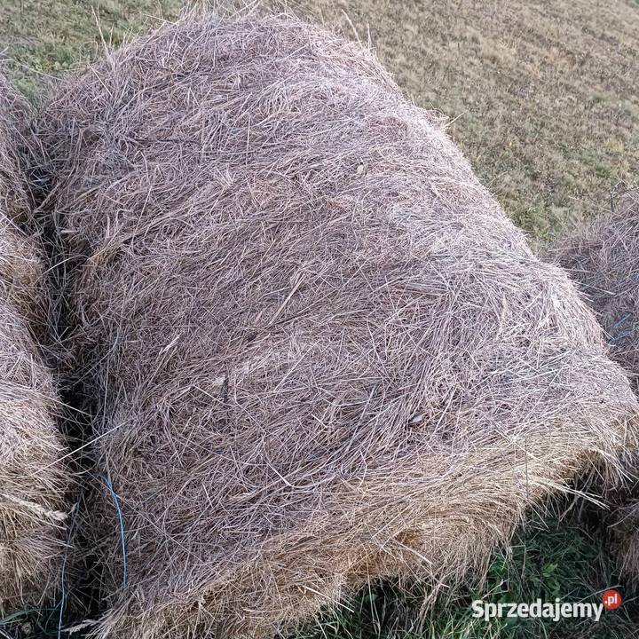 Bele siana 120x120 podkarpackie Folusz