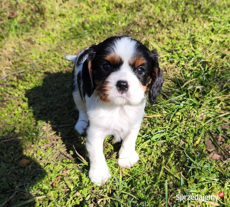 szczenięta cavalier k ch spaniel Cavalier King Charles Spaniel Rzeszów
