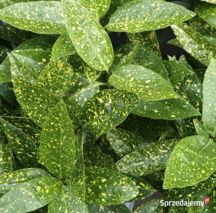 Aucuba japońska aukuba Variegata sadzonki w Osiny