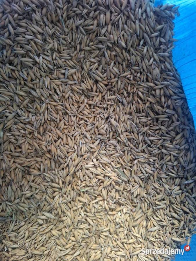 Owies MHR SAMURAJ Kramarzówka