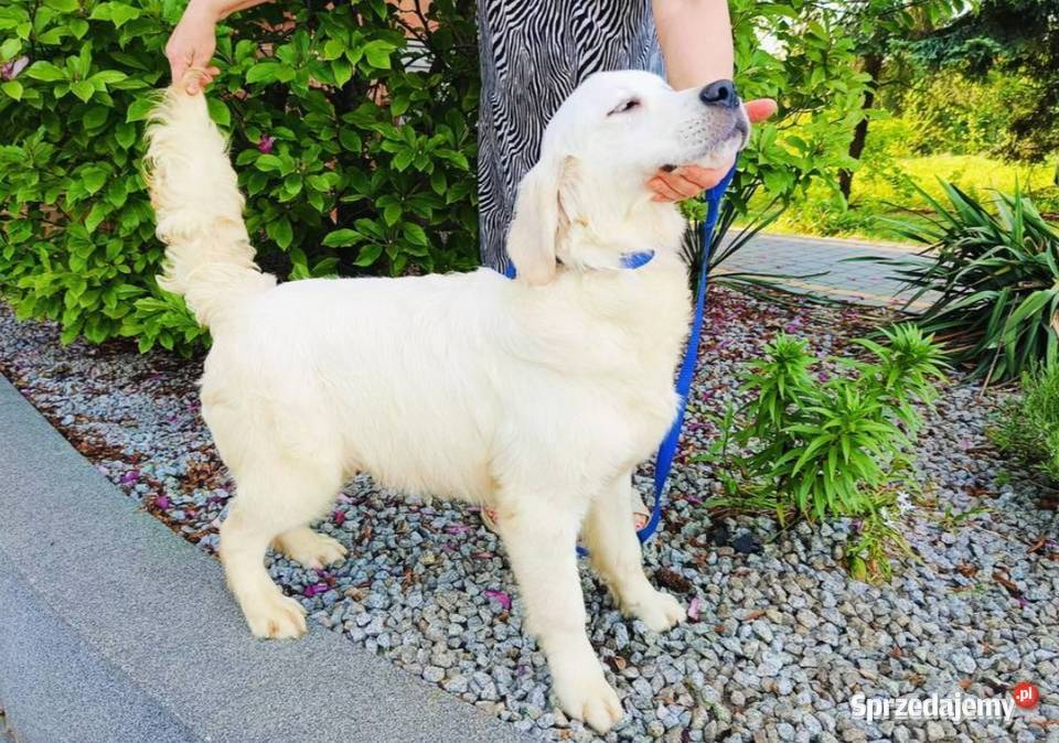 Camelot piękny samiec Golden Retriever PASZPORT
