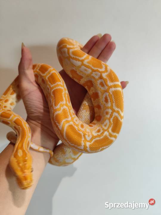 Python Bivittatus Pruszków