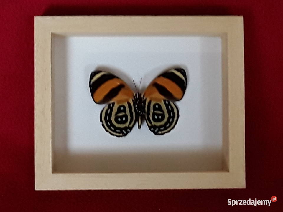 Motyl w ramce 12x10 Callicore cynosura 55 mm zachodniopomorskie Szczecin
