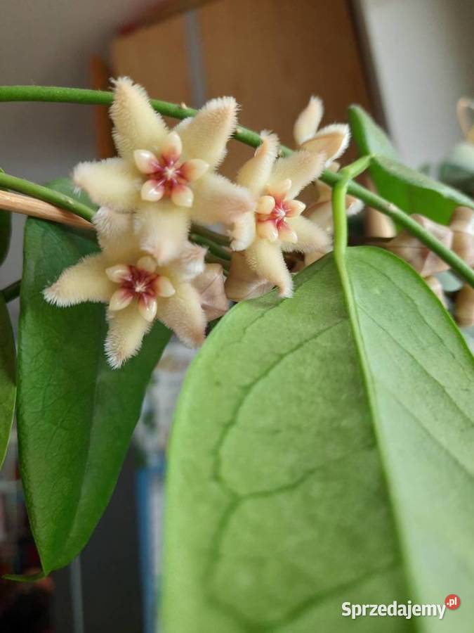 Hoya buotii hoja Warszawa