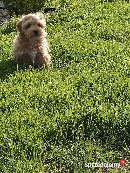 Maltipoo piesek Szydłowiec
