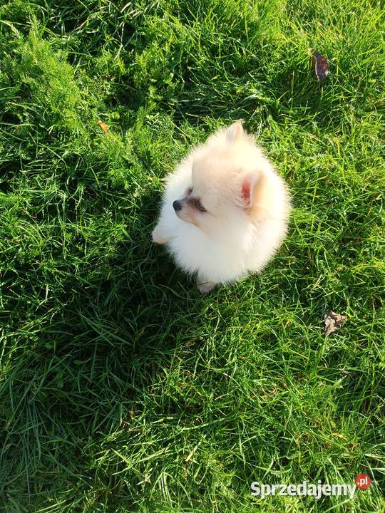 Szpic miniaturowy Szczecin