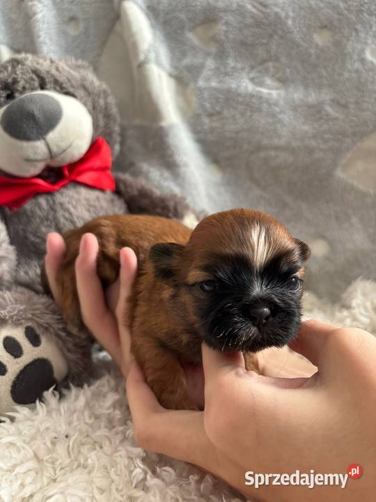 ShihTzu suczka odbiór w grudniu Strzelce Opolskie