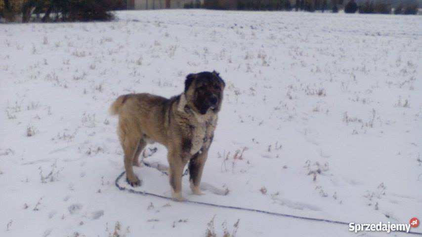 Owczarek środkowoazjatycki Reproduktor