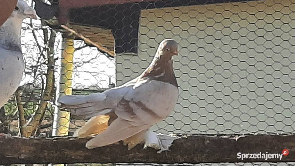GOŁĘBIEBLAUWINDRY Struża sprzedam