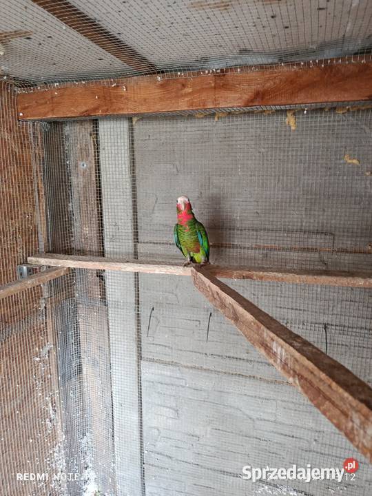 Samczyk amazonki kubański mazowieckie Pruszynek