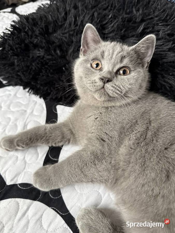 Kotek brytyjski krótkowłosy Kocurek Ryglice