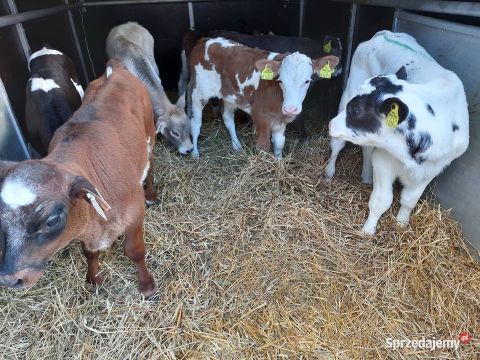 Byczki i jaloszki miesne cielki Garwolin
