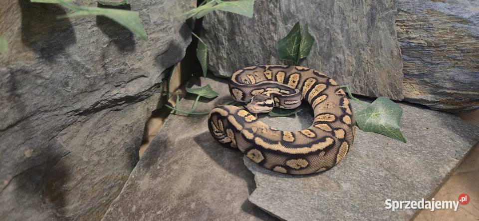 Pyton królewski Pastel Stranger 50 het hypo mazowieckie Mazowszany