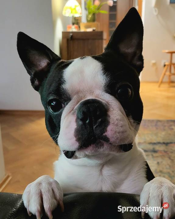 Reproduktor Boston Terrier Champion ZkwP FCI Krycie i reprodukcja Kraków