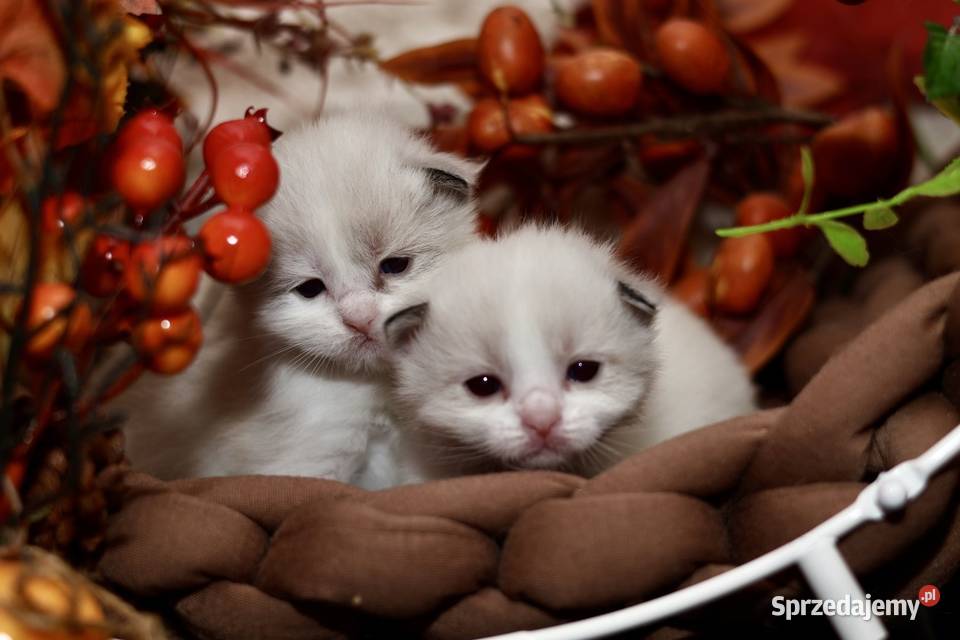 Ragdoll dwa kocurki bicolor Ragdoll Piorunówek