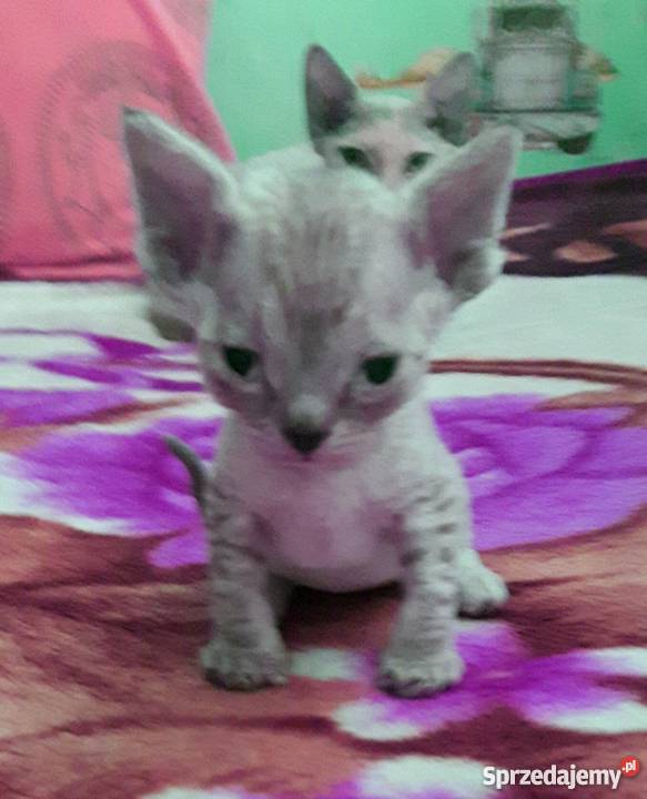 Devon Rex zapowiedź miotu Bystrzyca Kłodzka sprzedam