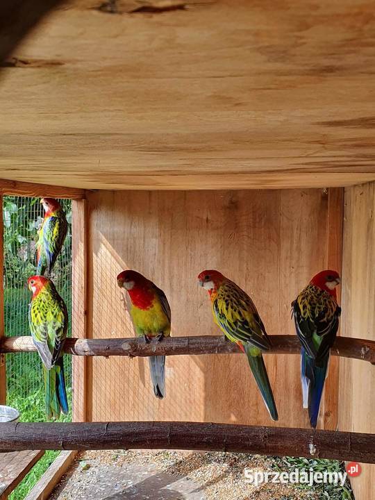 Rozella Białolica Rozelle Gold Mantel Ptaki Ostroróg