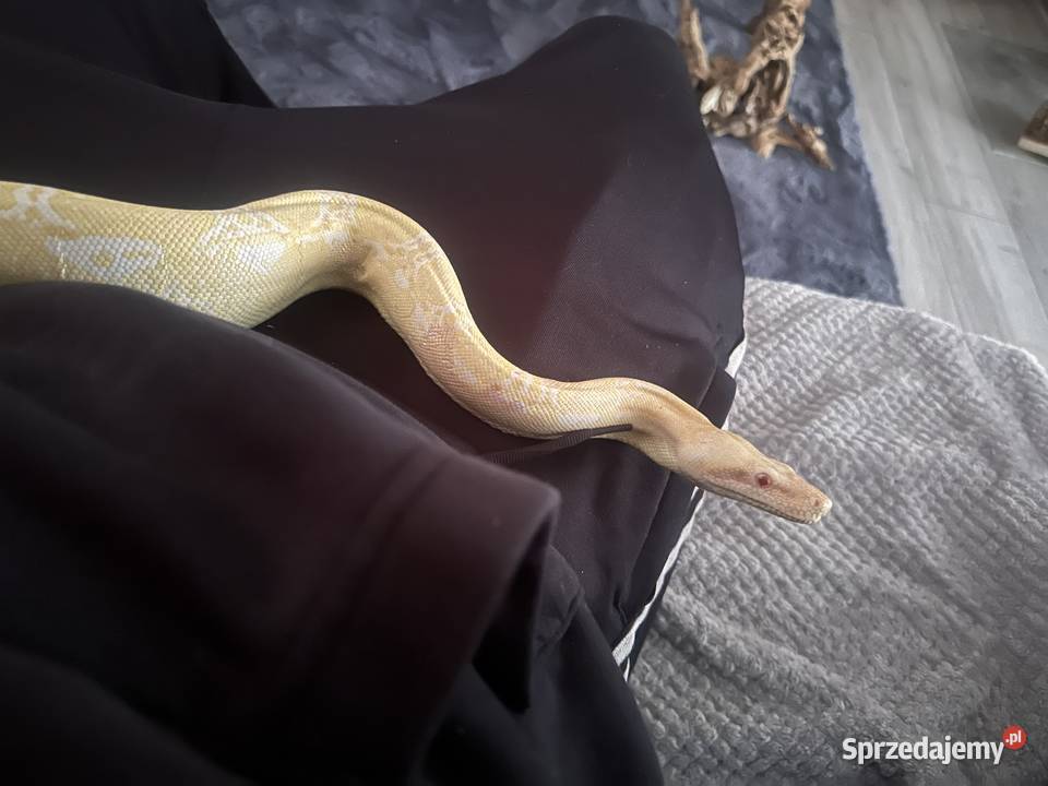 Boa Cesarski Sharp Albino Gady i płazy