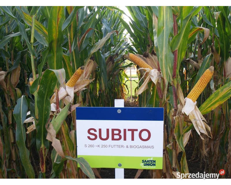 Materiał siewny kukurydza SU Subito FAO 260 na