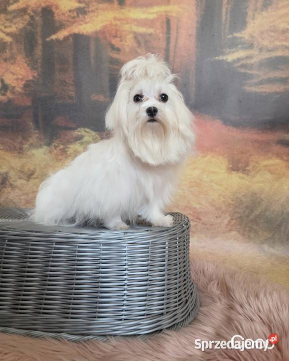 Suczka Maltańczyk z rodowodem FCI sprzedam