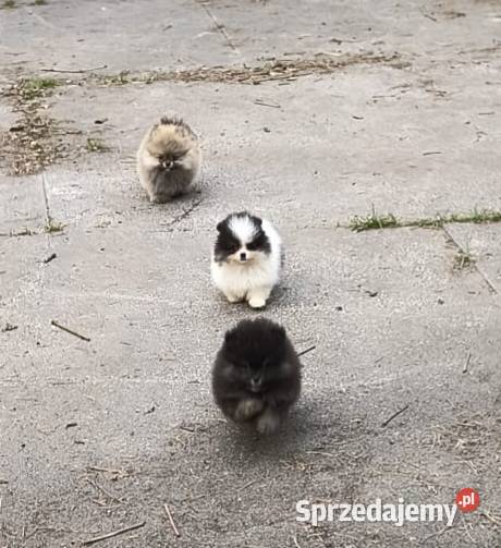 Szpic miniaturowy pomeranian