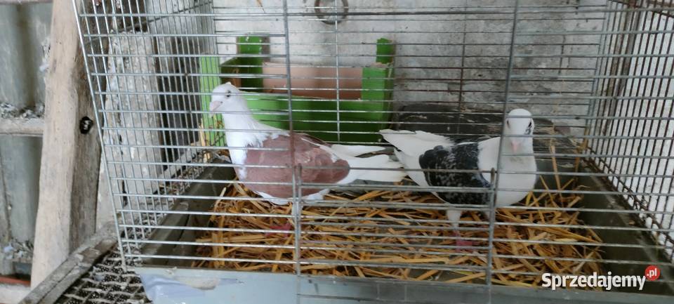 Samce slonskie tarczowe Tokarówka