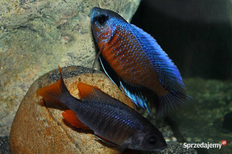 Copadichromis Borleyi warmińsko-mazurskie