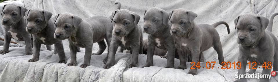 szczeniaki amstaff bue z rodowodem ZPR Banino