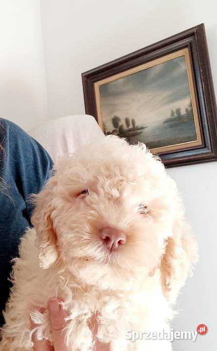 Lagotto Romagnolo Lipno