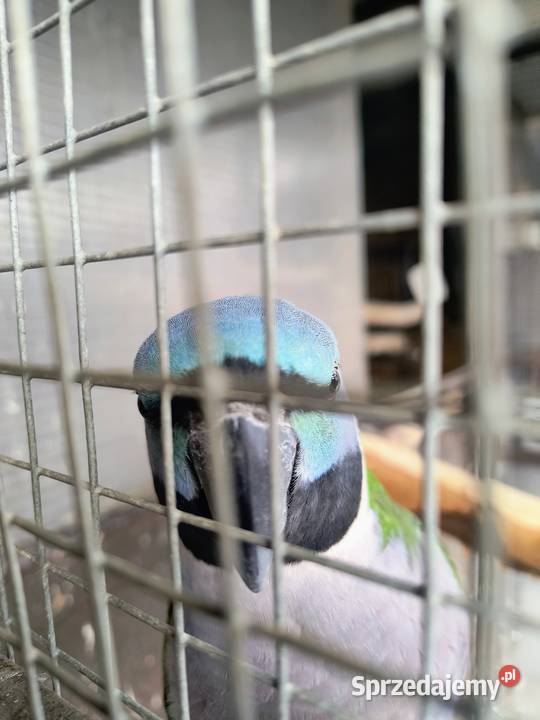 Alexandrety chiński para lęgowa Ptaki Krzemieniewo