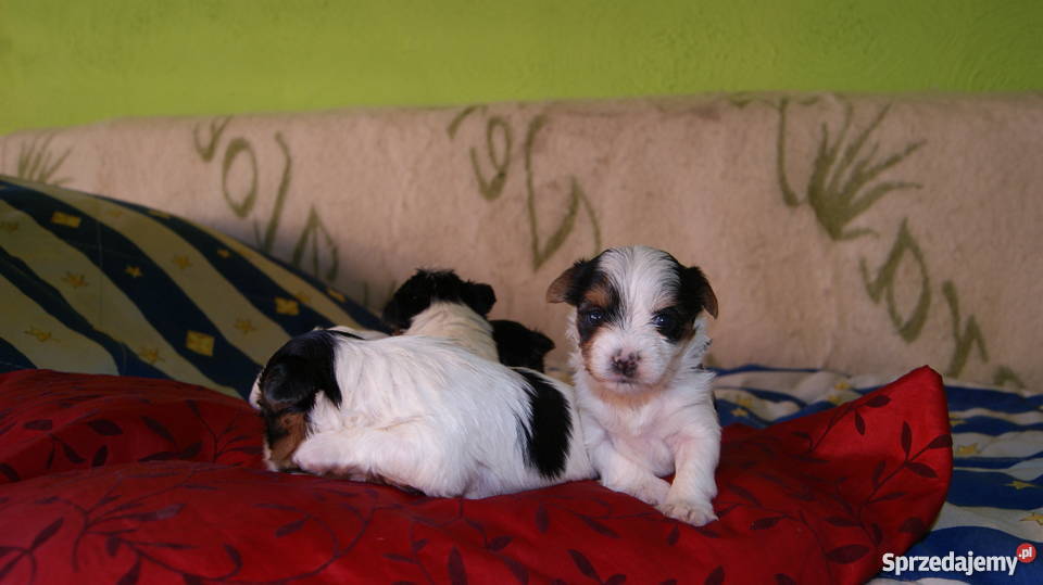 york biewer Głogów sprzedam