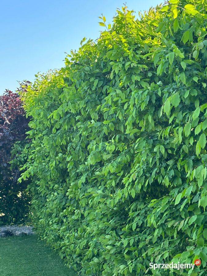 Grab pospolity Carpinus betulus na żywopłot