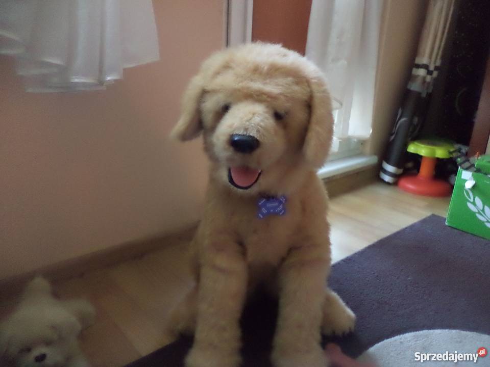 pies biscuit duzy wielkopolskie Kalisz