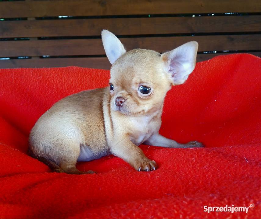 Piękna suczka chihuahua mazowieckie Płock