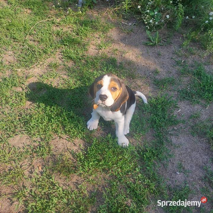Szczeniaki beagle tricolor Radom sprzedam