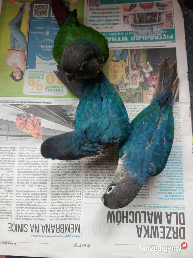 Papugi rudosterki ręcznie karmione śląskie sprzedam