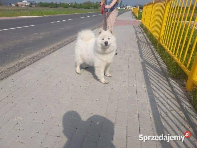 Szczenięta Samoyed Pabianice
